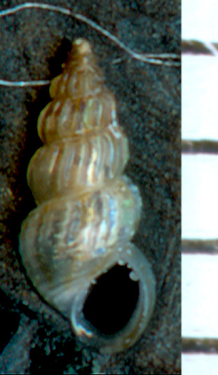 Alvania rudis